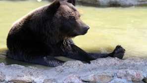 Prehrana medveda: kakšna je zver v različnih pogojih